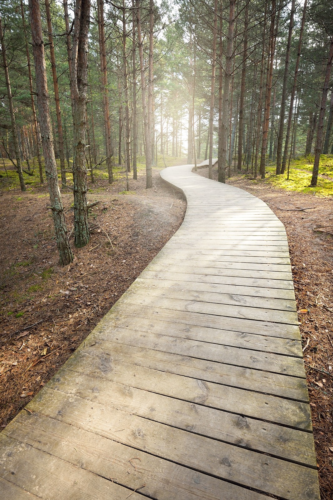 Image of a wooded trail winding through a forest. This image illustrates the path that college students go on. In counseling for college students in Nashville, TN, you can get help for from a therapist for college students who understands anxiety. | 37212 | 37215