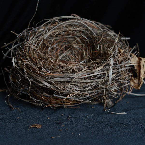 Birds Nest