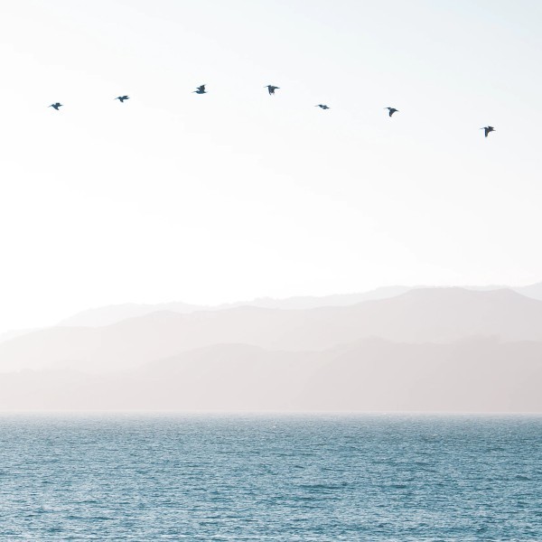 Geese flying over water.